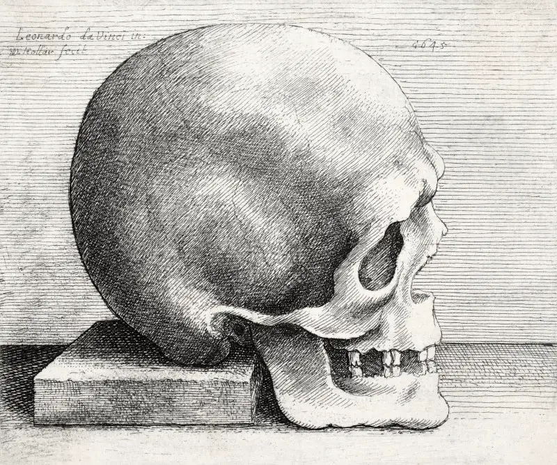 Schädel im Profil, Radierung von Wenzel Hollar (nach Leonardo da Vinci)